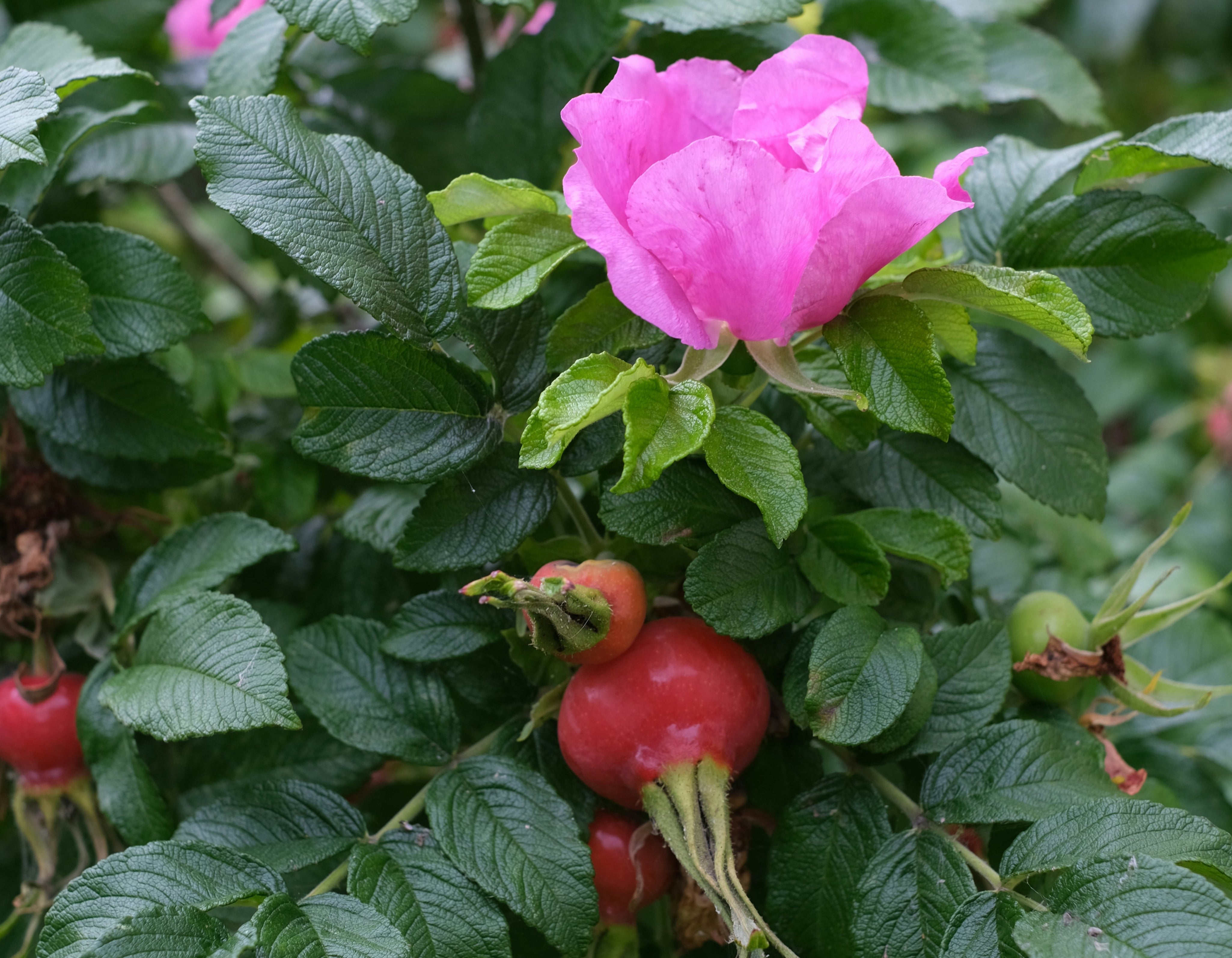 5 Motivi per cui la Rosa Mosqueta è l’ingrediente chiave per combattere le smagliature