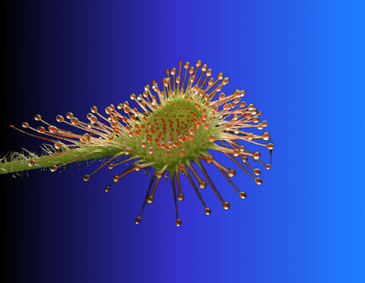 Drosera ramentacea: l’ingrediente rimodellante di Slim Fit