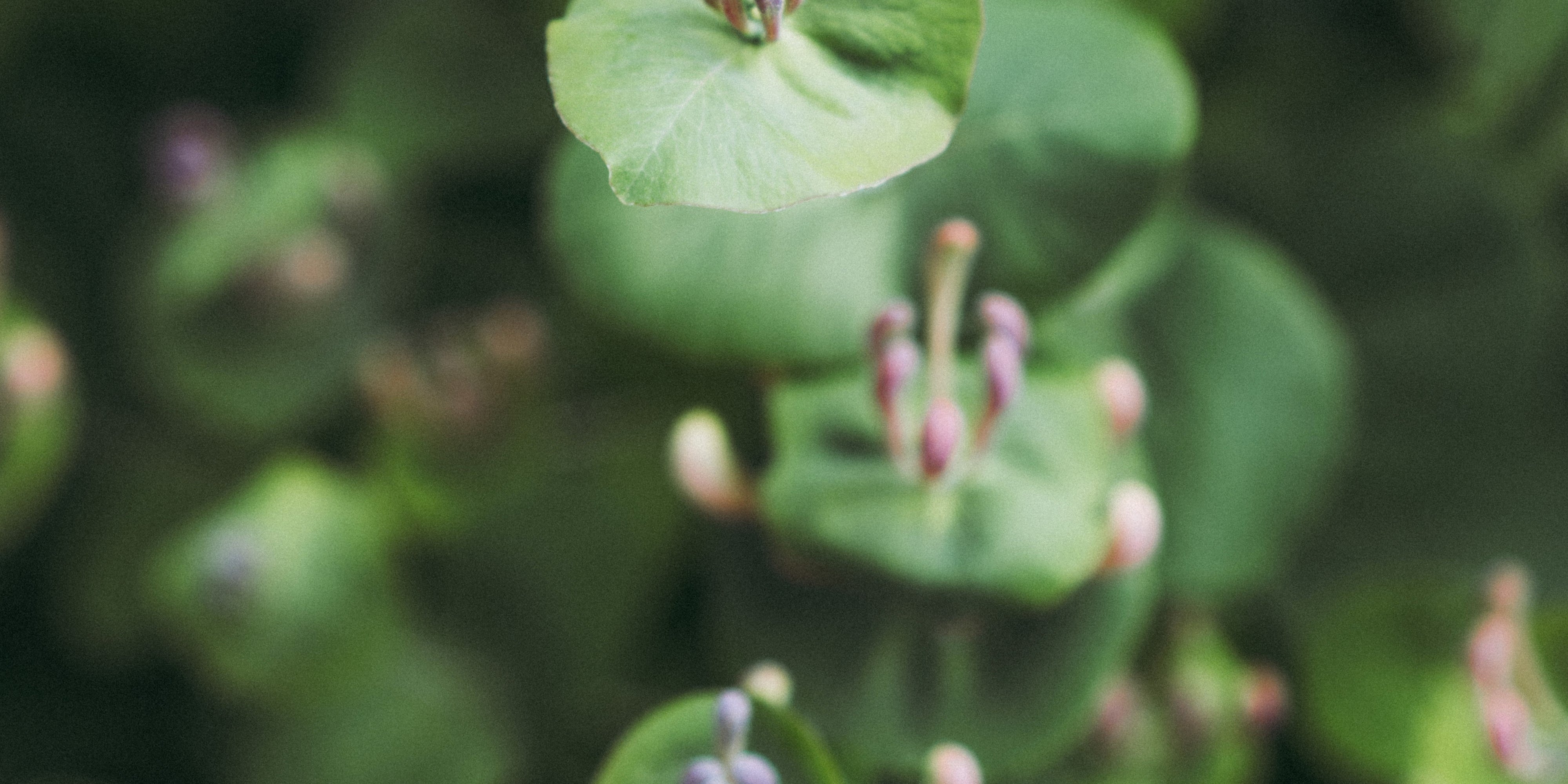 Centella Asiatica: una pianta millenaria per la bellezza della pelle