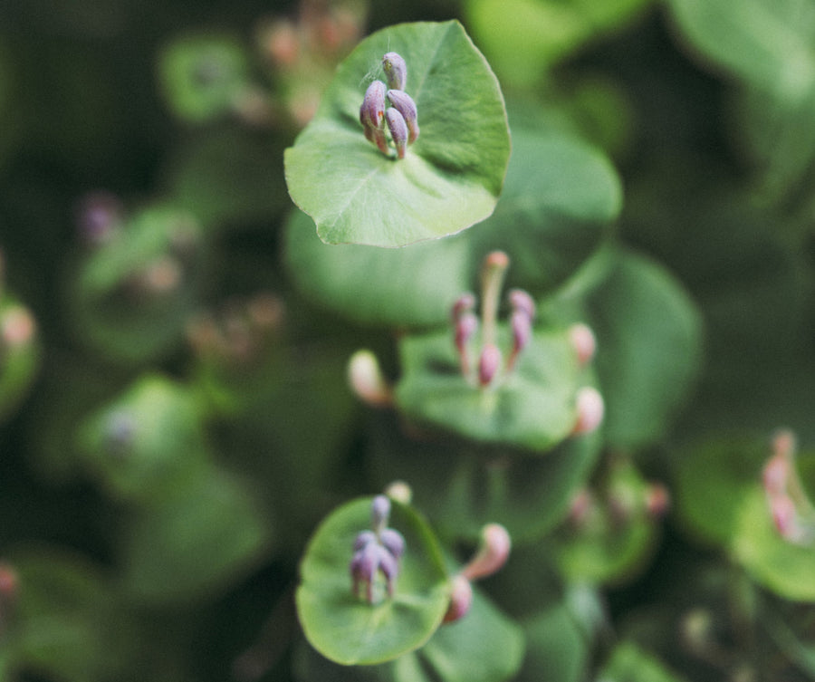 Centella asiatica: la pianta per gambe e pelle più toniche